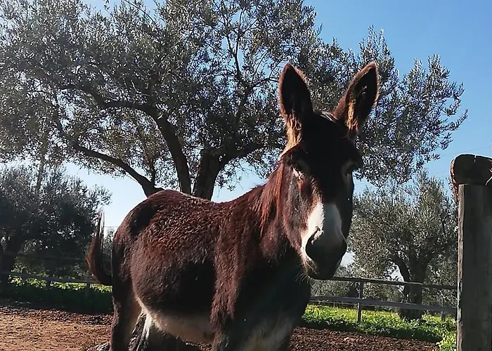 Terre Di Senia