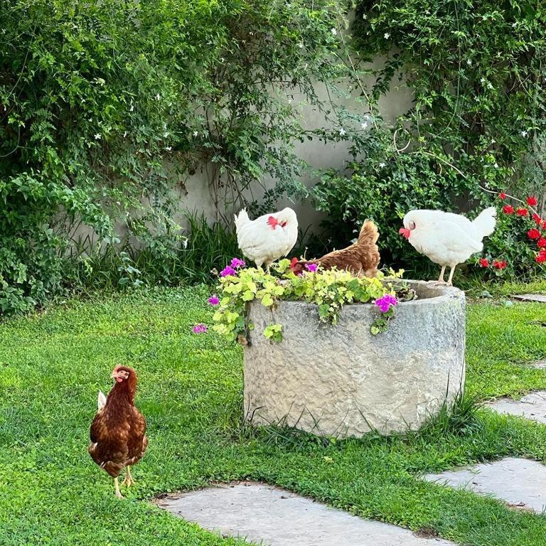 Terre Di Senia Chiaramonte Gulfi