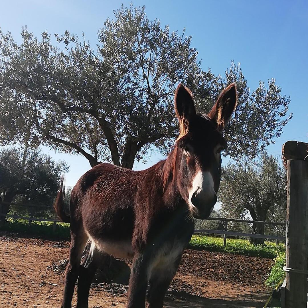 Alojamento de Turismo Rural Terre Di Senia
